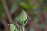 Fourpetal St. Johnswort